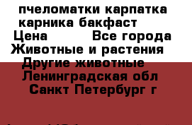 пчеломатки карпатка карника бакфаст F-1 › Цена ­ 800 - Все города Животные и растения » Другие животные   . Ленинградская обл.,Санкт-Петербург г.